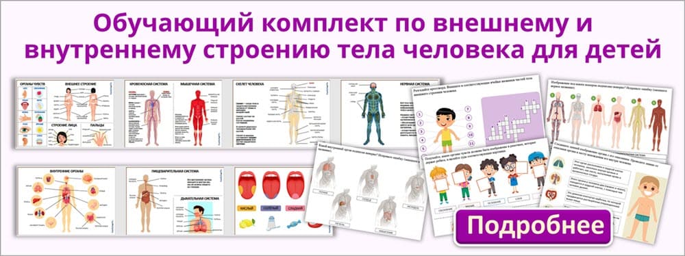 Комплект по анатомии для детей